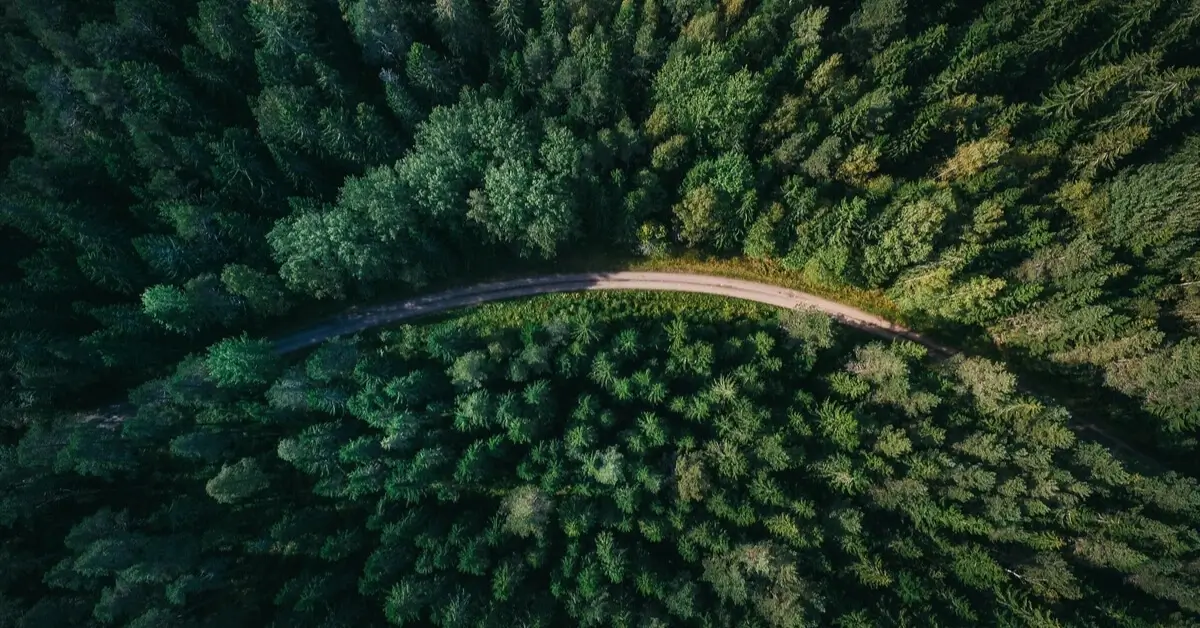 Aerial view of a winding road surrounded by dense green forest