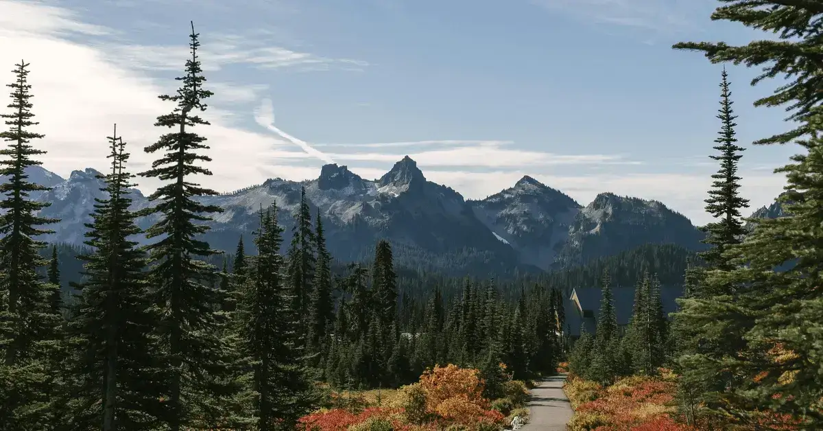 Pathway through tall pine trees with rugged mountain peaks in the background near Mount Rainier, Washington